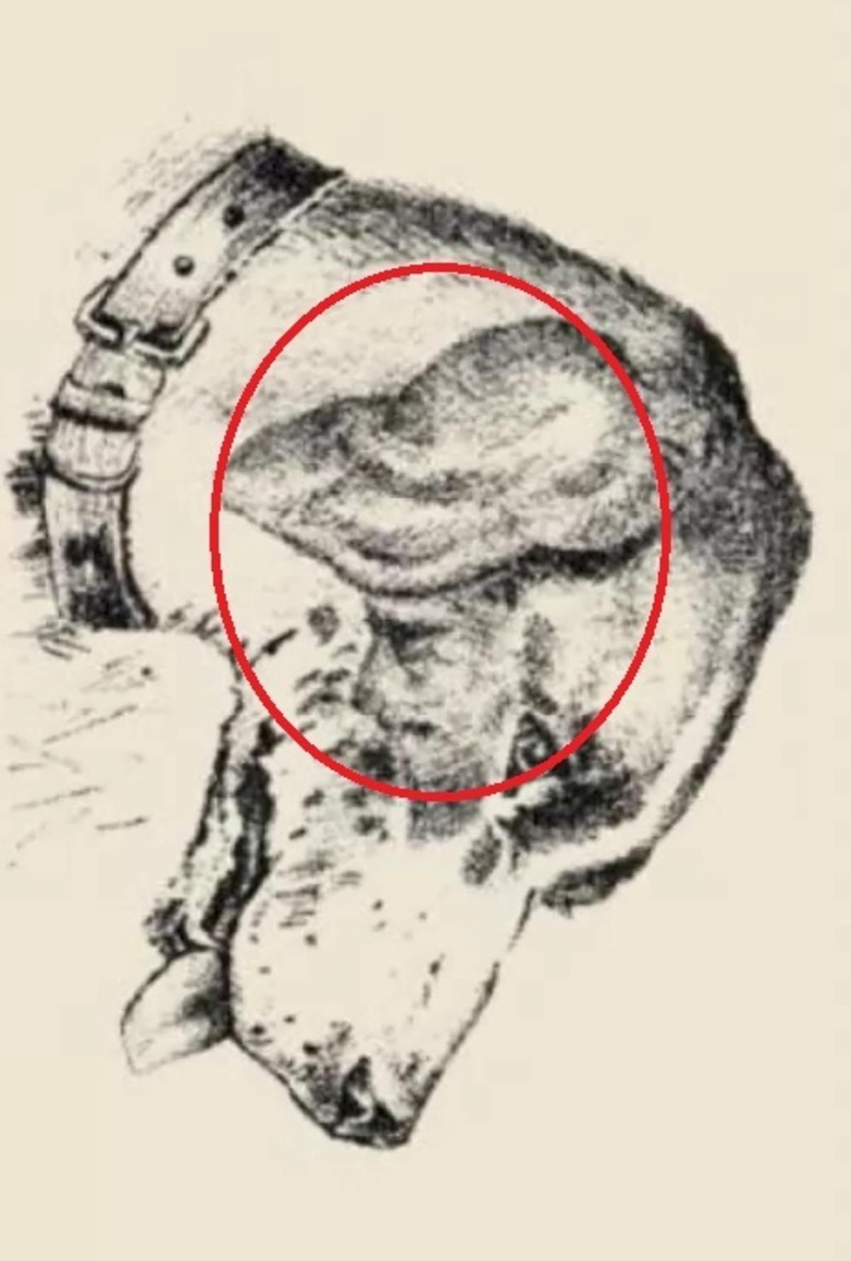 Um rosto humano estava na orelha de um cão / desenho de safalta.com O rosto humano estava na orelha do cão / desenhado por safalta.com