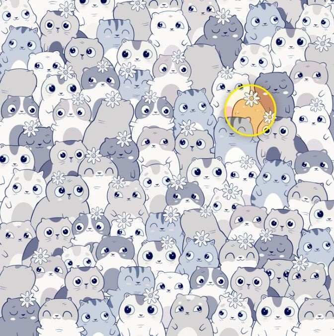 Só tens 11 segundos: só os mais atentos encontrarão as batatas entre os gatos Só tens 11 segundos: só os mais atentos encontrarão a batata entre os gatos