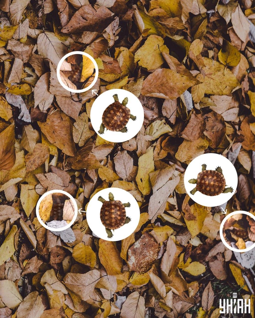 As carapaças das tartarugas podem ser facilmente confundidas com folhas amareladas / collage Moje