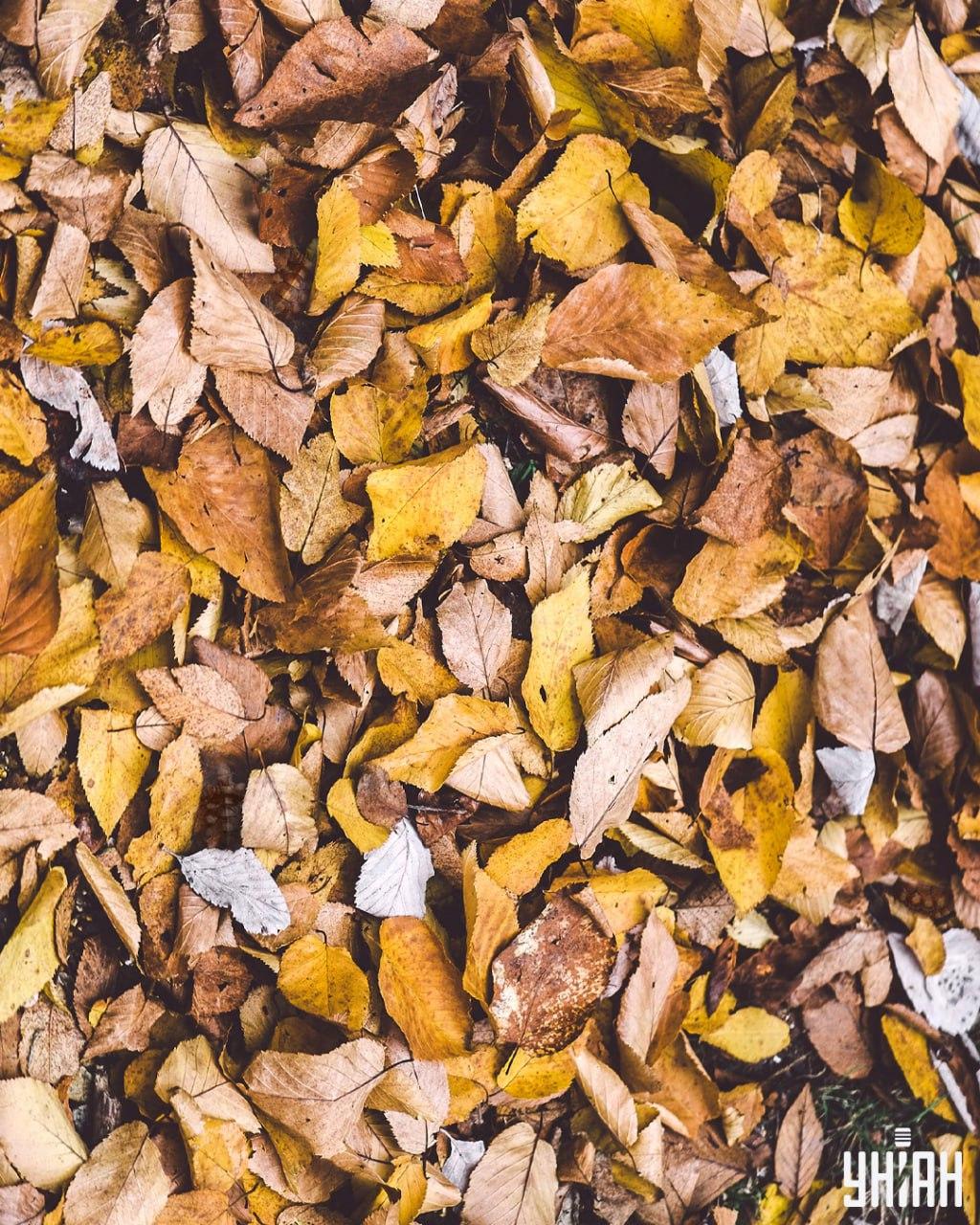 Encontrar tartarugas entre as folhas / colagem Moje