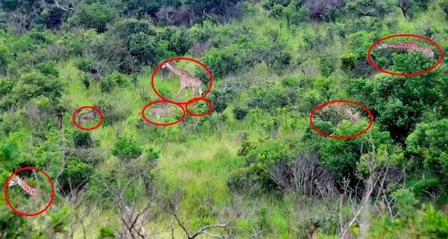 Ilusão de ótica Ilusão de ótica