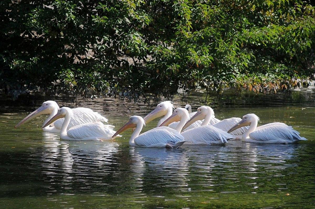 Demora menos de 10 segundos a encontrar uma ave diferente das outras / colagem Moje Demora menos de 10 segundos a encontrar uma ave diferente das outras / colagem Moje
