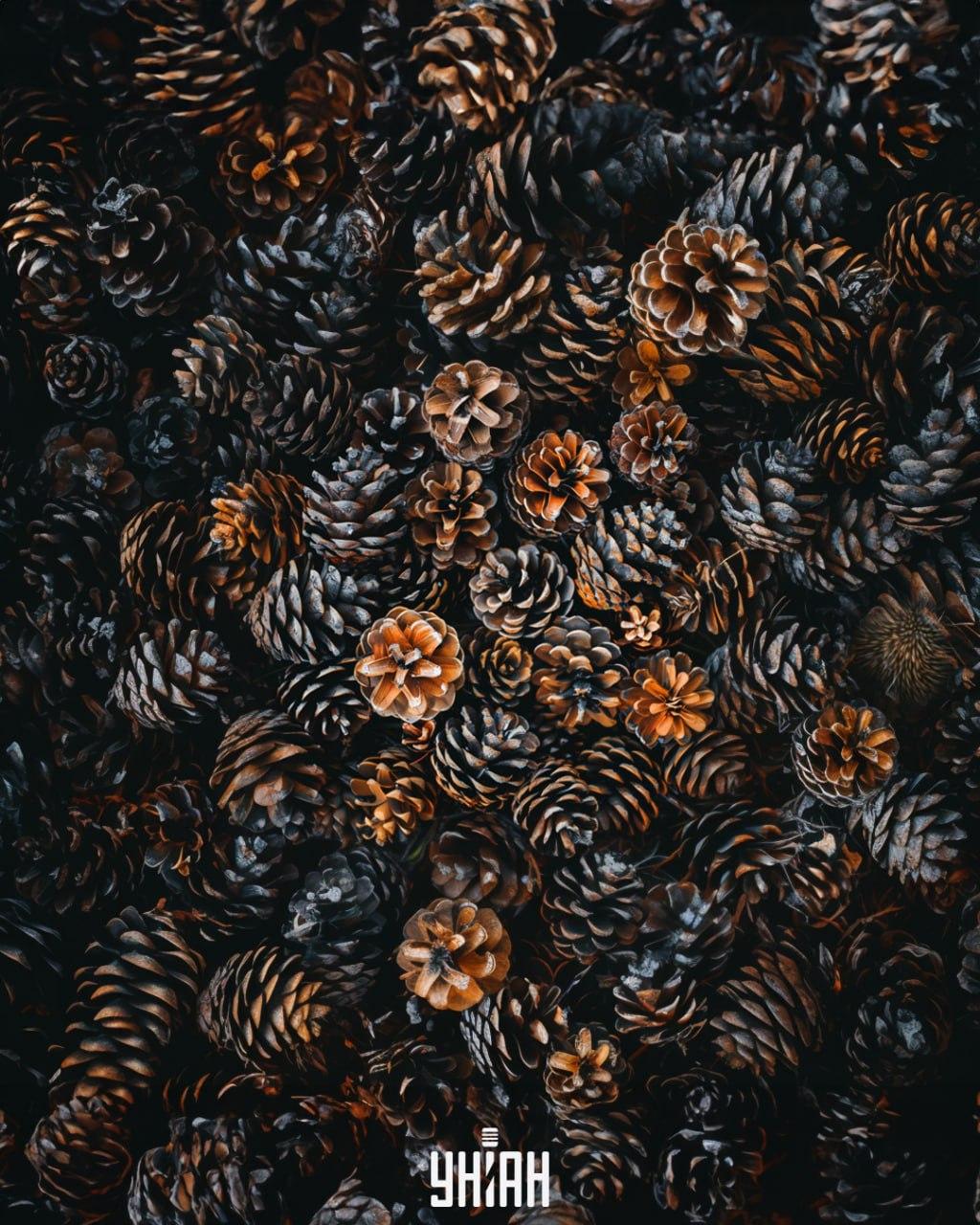 É necessário encontrar um ouriço entre os cones / colagem Moje É necessário encontrar um ouriço entre os cones / colagem Moje