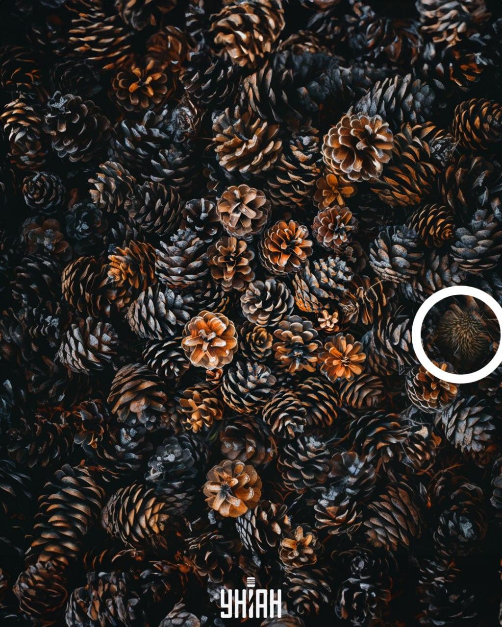 Ouriço Ouriço-cacheiro