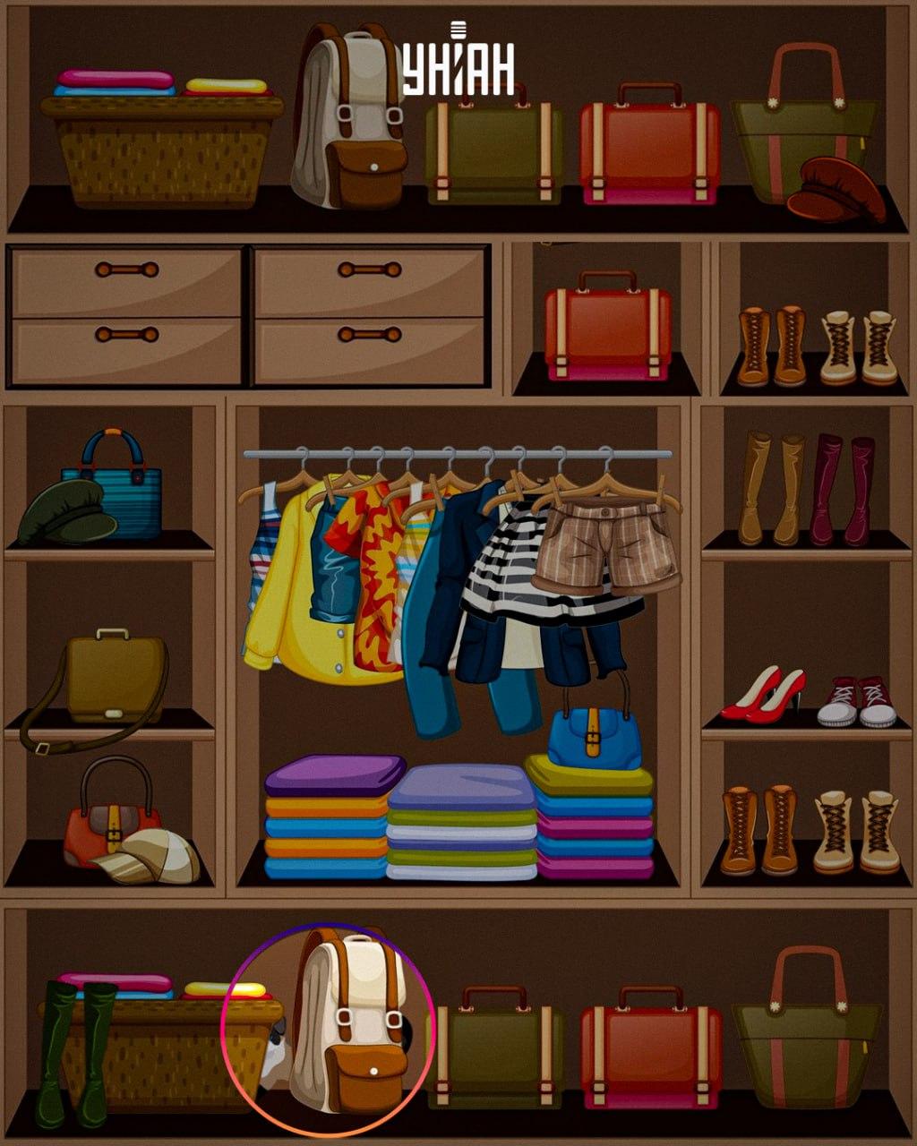 O animal astuto foi colocado na parte inferior da imagem / colagem Moje O animal astuto foi colocado na parte inferior da imagem / colagem Moje