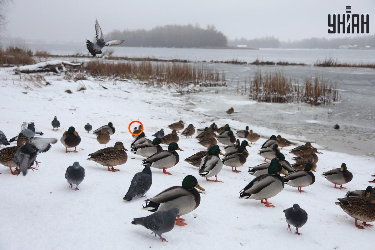 Um pardal escondido perto do centro de ilusão de ótica / colagem com foto Moje Um pardal escondeu-se perto do centro de ilusão de ótica / colagem com foto Moje