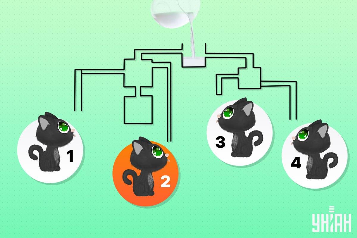 O gato sortudo era o número 2 / colagem Moje O gato sortudo era o número 2 / Colagem Moje