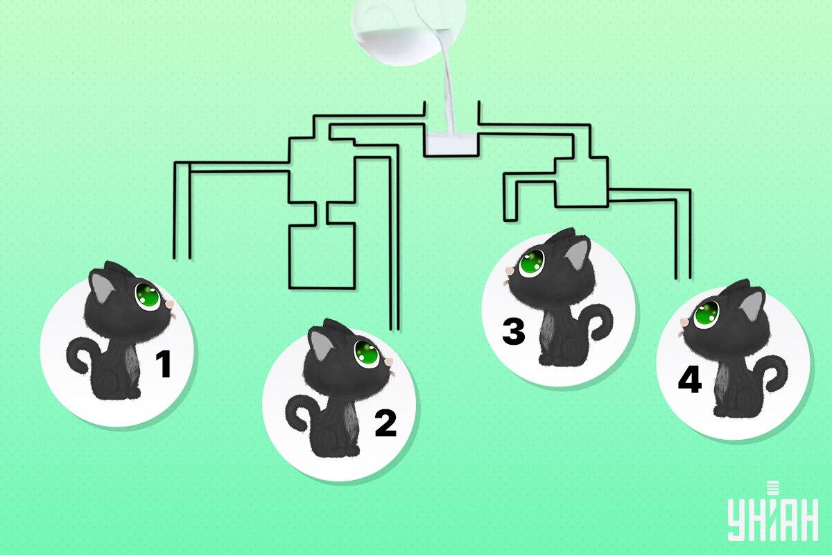 Procura o gato que pode ser o primeiro a beber leite / colagem Moje Descobre o gato que pode ser o primeiro a beber leite / Moje collage