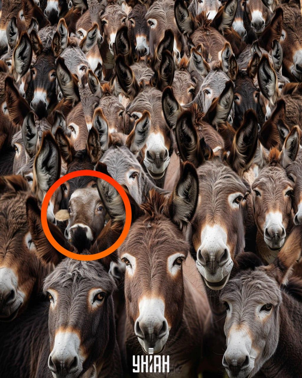 Ilusão de ótica com uma rã-touro camuflada