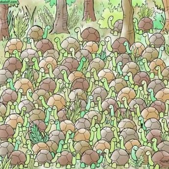 Vês uma cobra entre as tartarugas? Vês uma cobra entre as tartarugas?