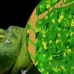 Procurar uma cobra na selva em 5 segundos: um jogo de puzzle irrealisticamente difícil Procurar uma cobra na selva em 5 segundos: um jogo