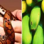 Só alguns são capazes de o fazer: só pessoas com