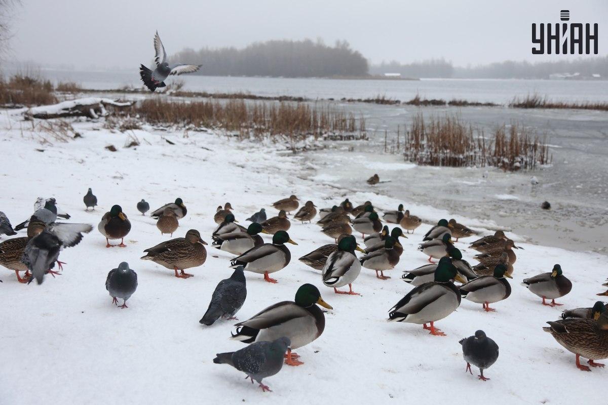 Encontrar um pardal em segundos / colagem com foto Moje Encontrar um pardal em segundos / colagem com foto Moje