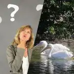 Teste de QI rápido: encontre uma ave estranha entre os pelicanos em 7 segundos Teste de QI rápido: encontre uma ave estranha entre os