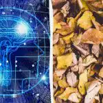 Teste rápido de QI: encontrar três tartarugas entre as folhas em 9 segundos Teste rápido de QI: encontrar três tartarugas entre as folhas