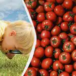 Teste rápido de QI: só alguns encontrarão uma romã entre