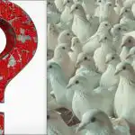 Toda a gente vê pombos, mas é preciso encontrar uma