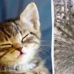 Toda a gente vê um pavão e só as pessoas com um QI elevado encontrarão um gatinho em 10 segundos: uma estranha ilusão Toda a gente vê um pavão e só as pessoas